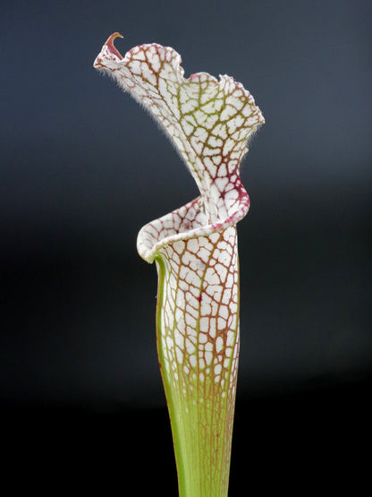 Sarracenia leucophylla  L31 Red and white Large stocky pitcher Red lip