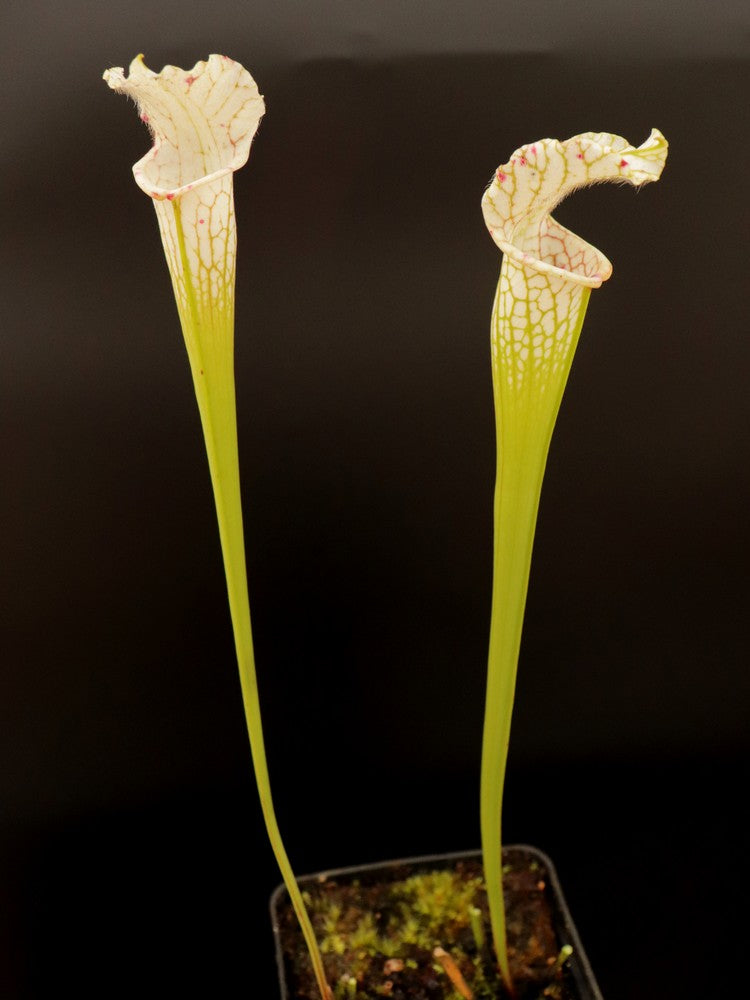 Sarracenia leucophylla var. alba  SL30 AC