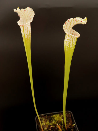 Sarracenia leucophylla var. alba  SL30 AC