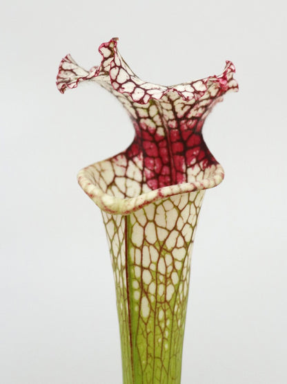 Sarracenia leucophylla SL61 AC "Red stripe throat"
