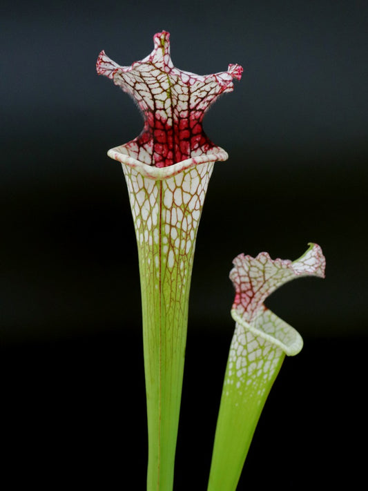 Sarracenia leucophylla SL61 AC "Red stripe throat"