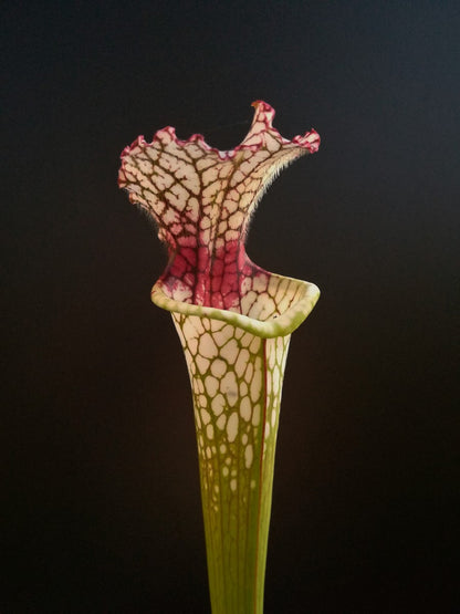 Sarracenia leucophylla SL61 AC "Red stripe throat"