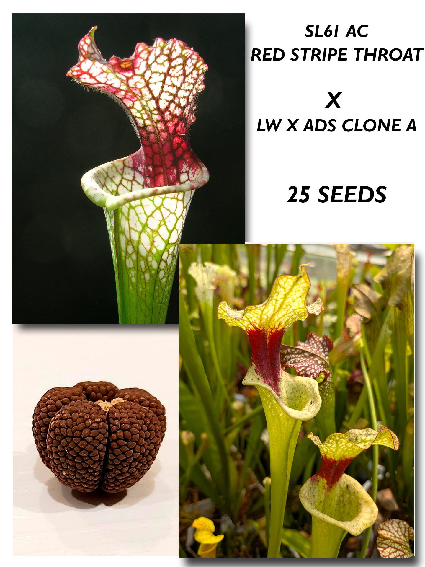SARRACENIA "RED STRIPE THROAT" SL61 AC X (LW X ADS CLONE A)