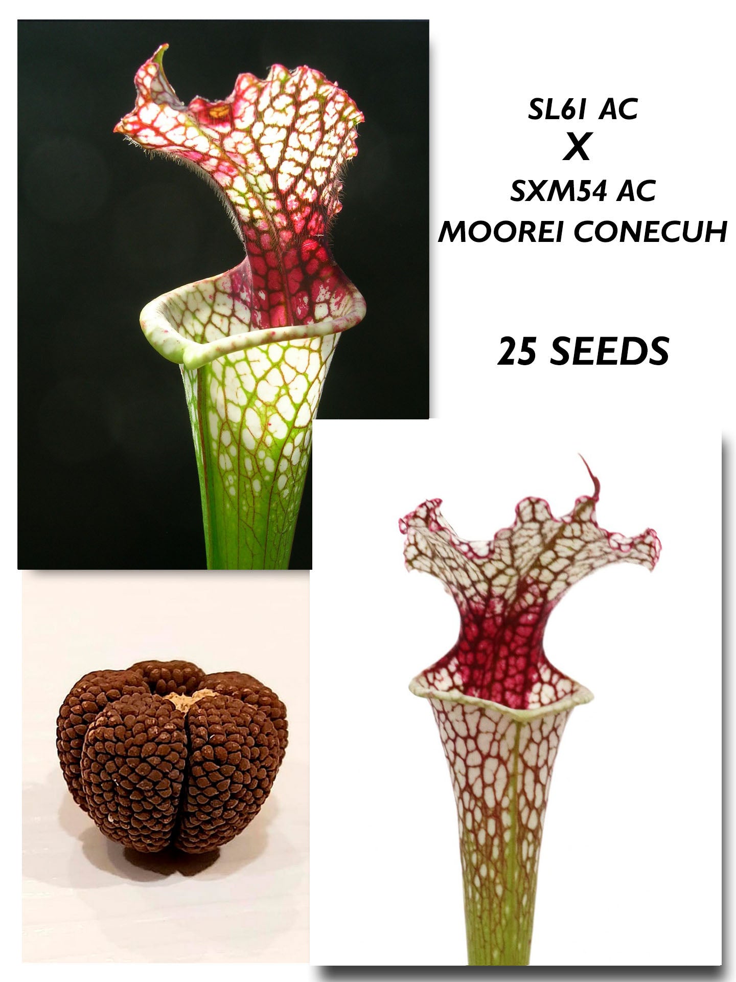 SARRACENIA "RED STRIPE THROAT" SL61 AC X SXM54 AC