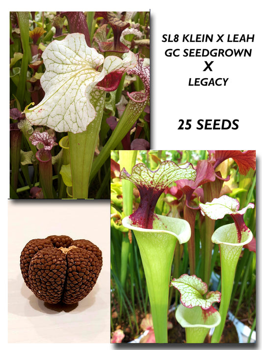 SARRACENIA (SL8 KLEIN X LEAH W. GC SEEDGROWN) X LEGACY