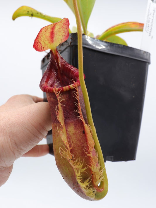 FRISCHE SAMEN NEPENTHES (SPATHULATA X LOWII) X (SPATHULATA X LOWII)