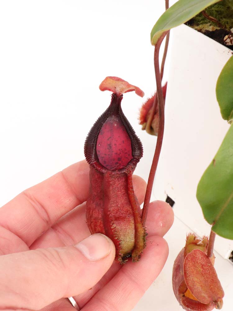 Nepenthes spathulata x "Diabolica" BE-3983