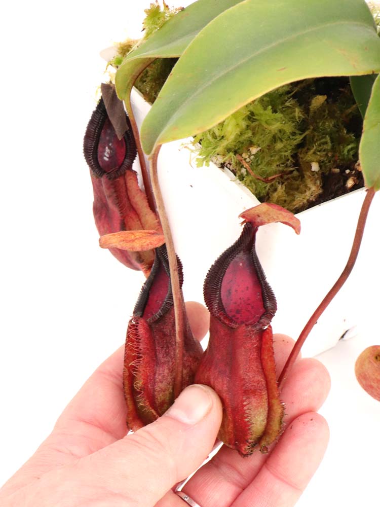 Nepenthes spathulata x "Diabolica" BE-3983
