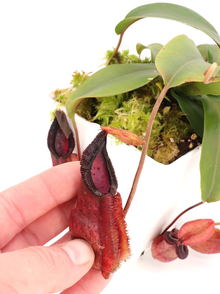 Nepenthes spathulata x "Diabolica" BE-3983