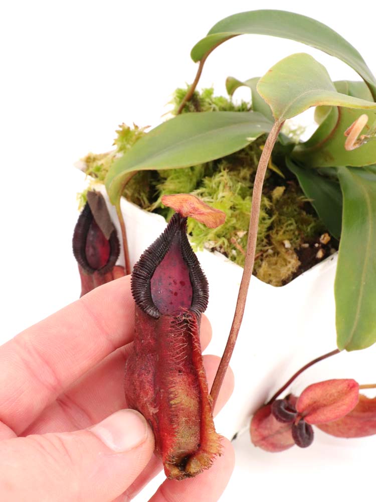 Nepenthes spathulata x "Diabolica" BE-3983