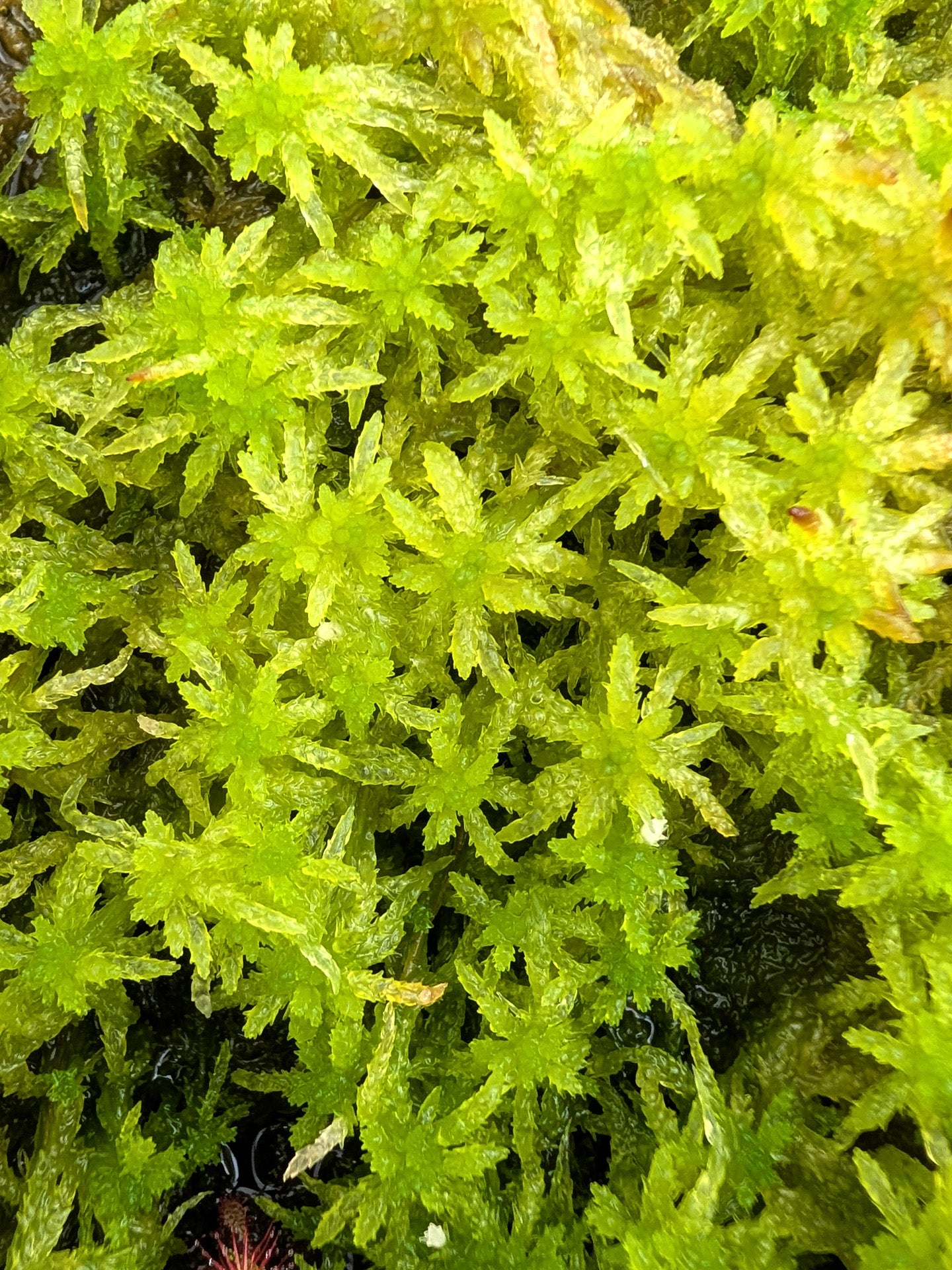 Live sphagnum : Sphagnum centrale