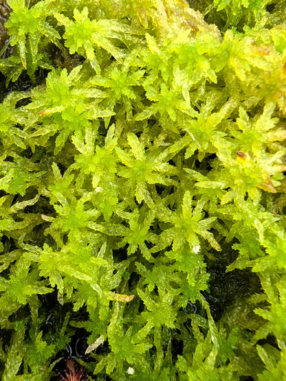 Live sphagnum : Sphagnum centrale