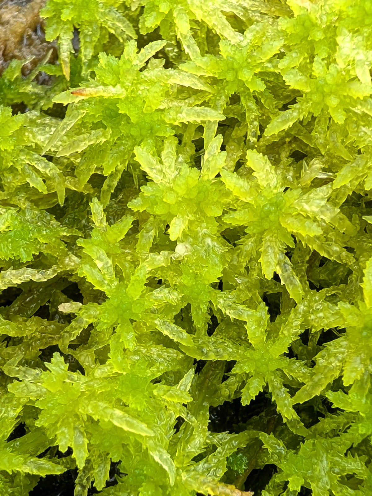 Live sphagnum : Sphagnum centrale