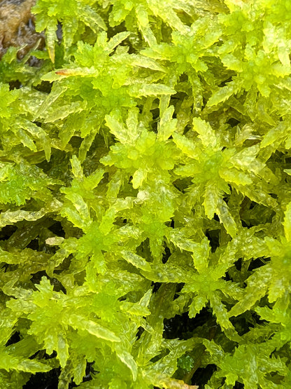 Live sphagnum : Sphagnum centrale
