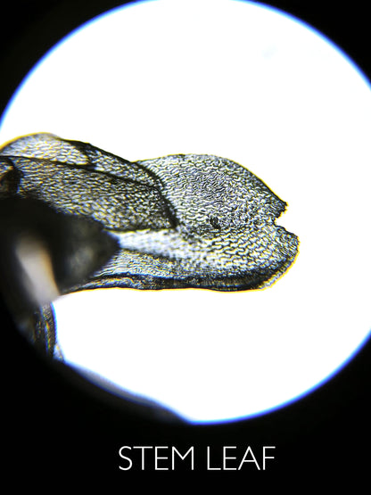 Sfagno vivo : Sphagnum palustre