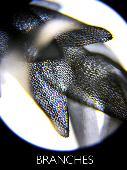 Sfagno vivo : Sphagnum palustre