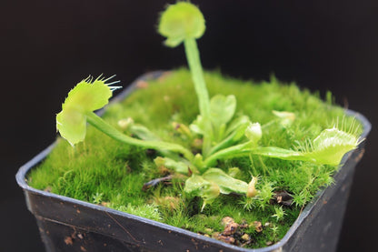 Dionaea muscipula  Spiderman