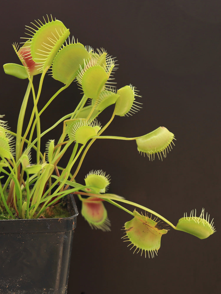 Dionaea muscipula 'Spinne'