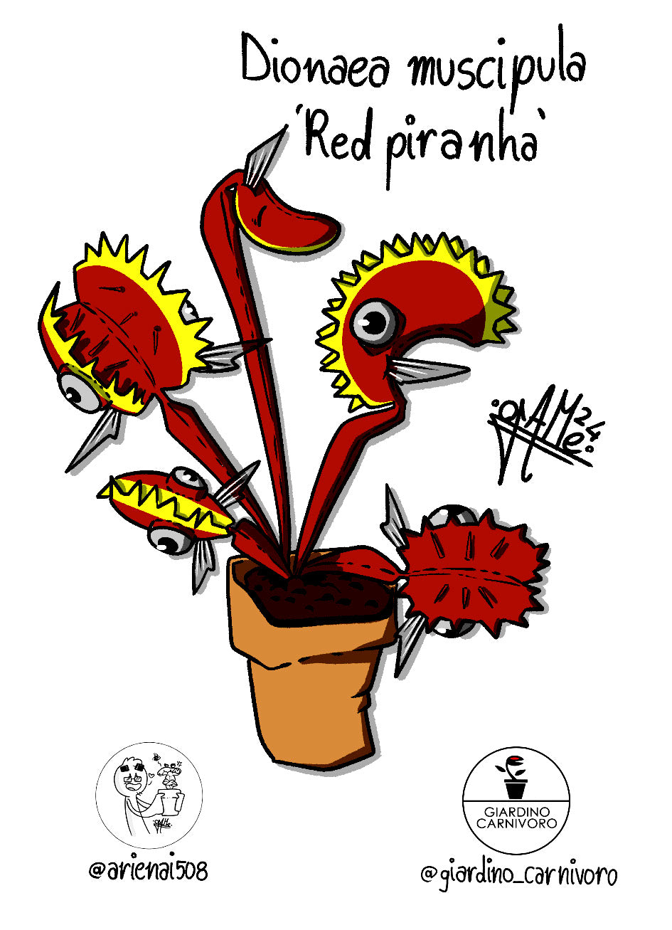 STICKER DIONAEA RED PIRANHA 6 CM X 8,3 CM