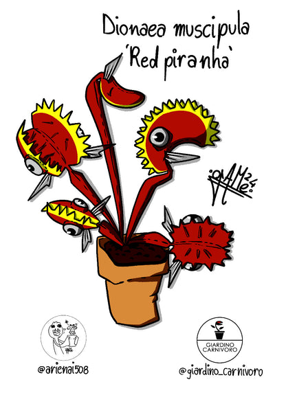 STICKER DIONAEA RED PIRANHA 6 CM X 8,3 CM
