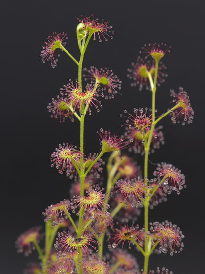 Drosera stolonifera Dark Green Form x stolonifera Mattner