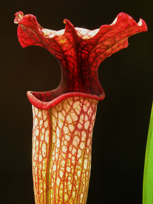 Sarracenia areolata  SX149 AC