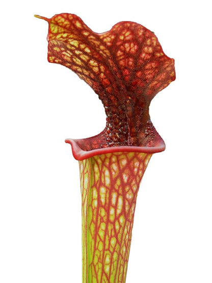 Sarracenia 'Bordeaux red wine'  SX73 AC