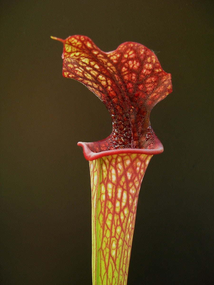 Sarracenia 'Bordeaux red wine'  SX73 AC