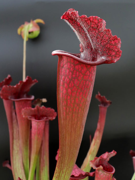 Sarracenia 'Juthatip soper'