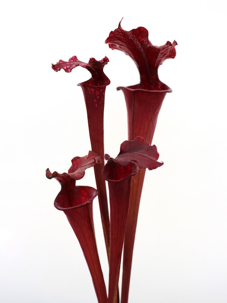 Sarracenia x moorei "All red" Giant Red Form   SXM08 AC