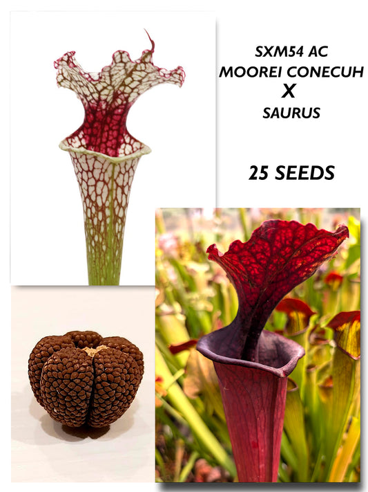 SARRACENIA SXM54 X 'SAURUS'