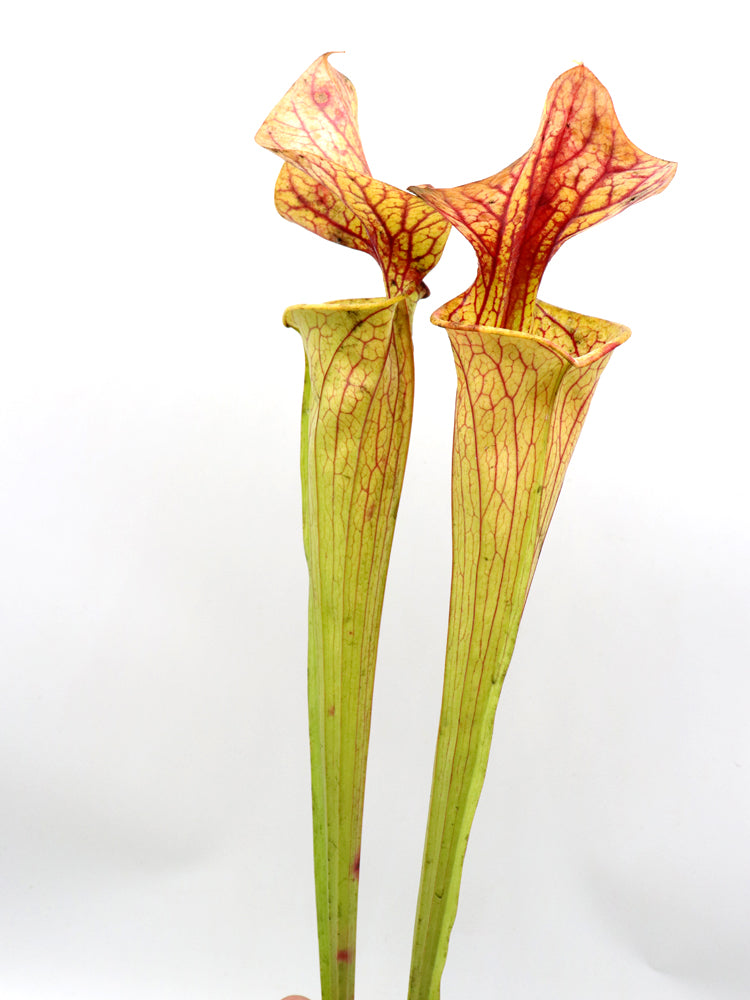 Sarracenia "Mercury"