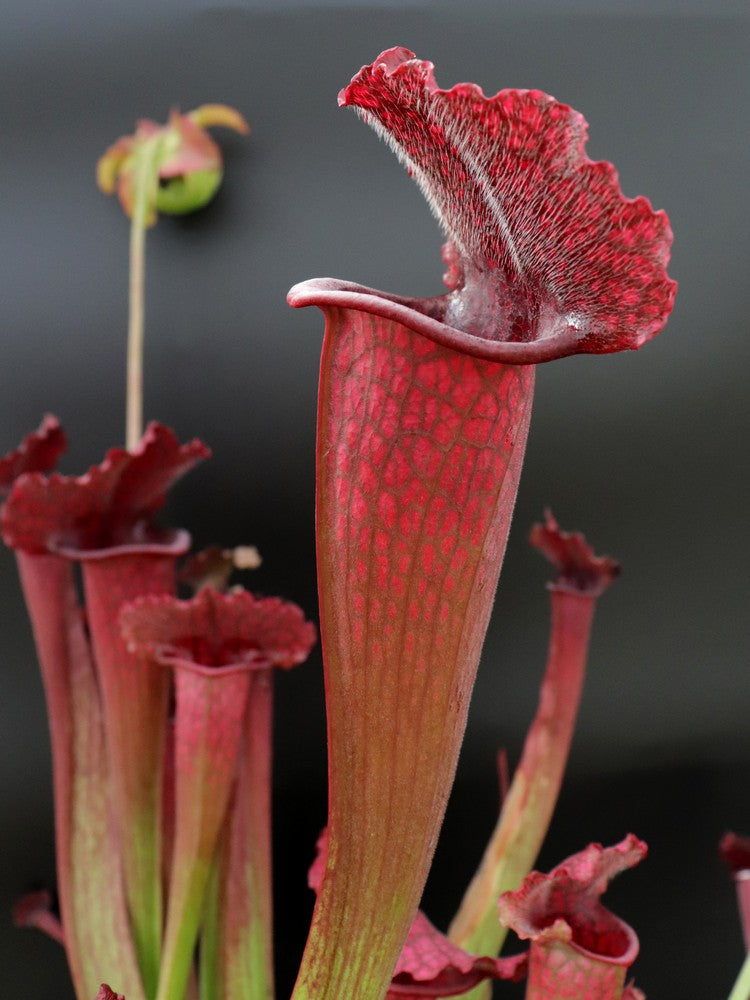 Sx „Jutathip Soper“ x Leucophylla „Burgundy“ L57 MK GC SEEDGROWN