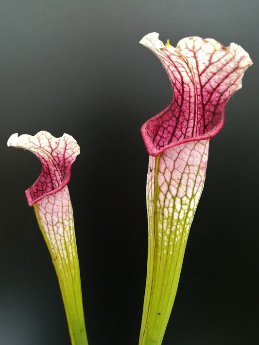 Sarracenia leucophylla L42 MK Yellow flowered form ,Russell Rd