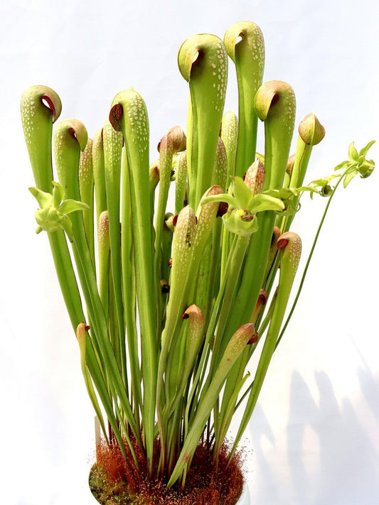 Sarracenia minor var. okefenokeensis " Giant " AA