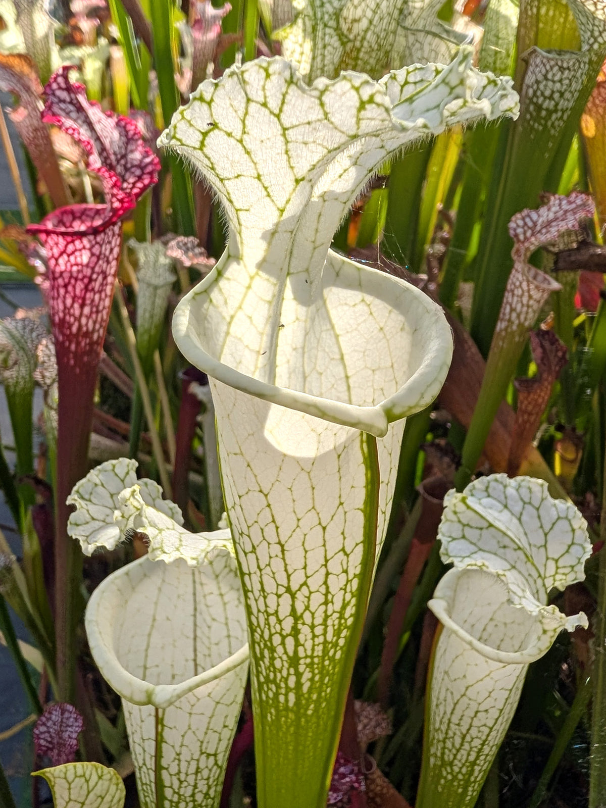 Sarracenia leucophylla L34A MrS