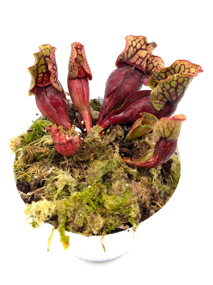 Sarracenia purpurea ssp. venosa  Sheely Pond x montana Transylvania Co.