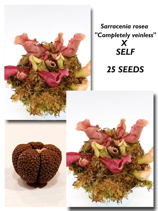 SARRACENIA ROSEA "COMPLETELY VEINLESS" Orange in Winter X SELF