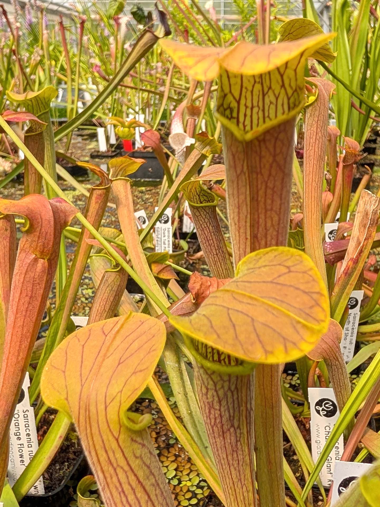 Sarracenia rubra ssp. wherry "Chatom Giant" RW6 MK