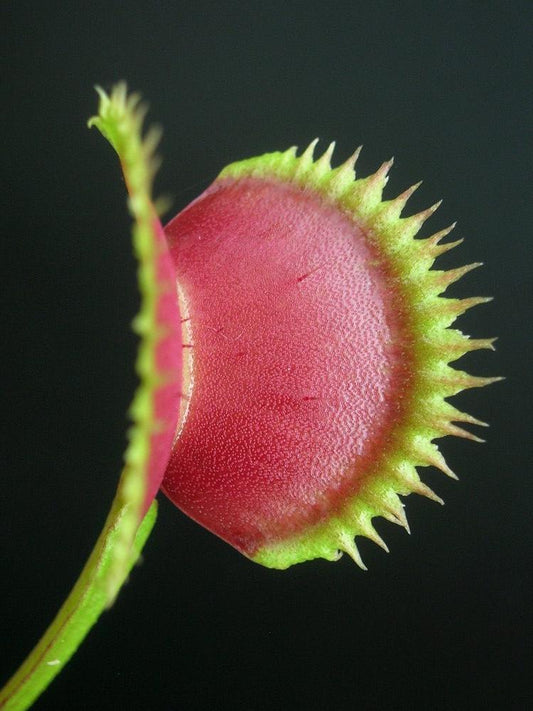Dionaea muscipula 'Sawtooth' x "Rote Piranha"