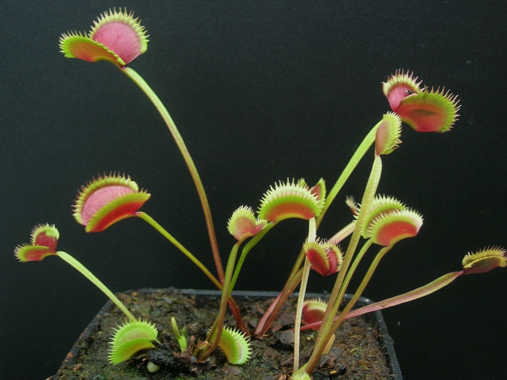 Dionaea muscipula 'Sawtooth' x "Rote Piranha"