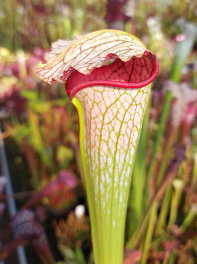 AUCTION 11: Sarracenia "Snow Princess" H24 GC  Large Size