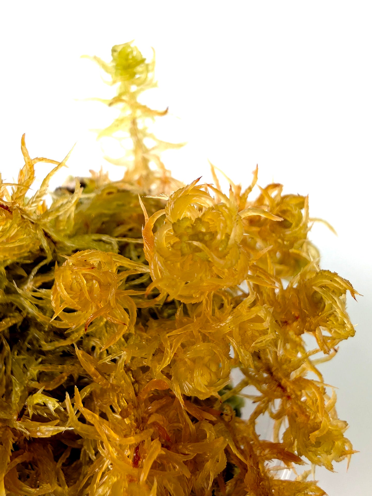 Live sphagnum: Sphagnum subsecundum – Giardino Carnivoro