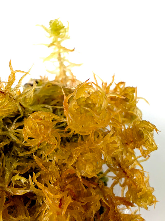 Live sphagnum: Sphagnum subsecundum