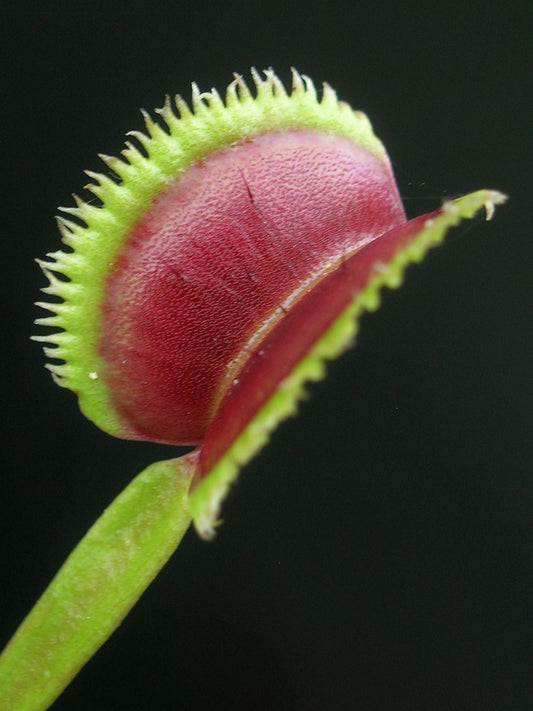 Dionaea muscipula „Sonnenaufgang“