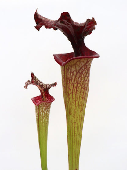 Sx moorei 'Helen Mary' H182 MK