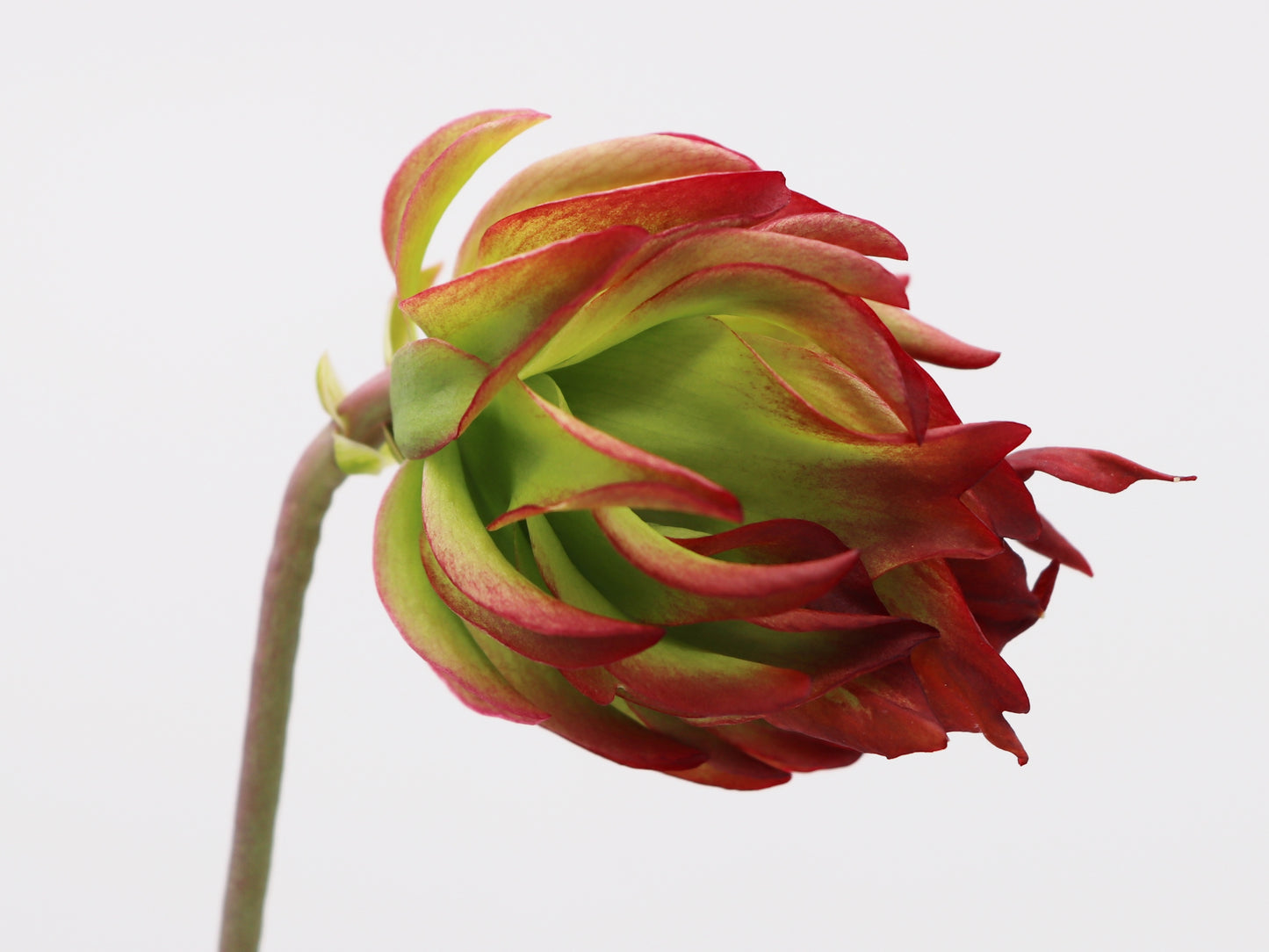 Sarracenia leucophylla "Tarnok" Mutant Flower L55 MK