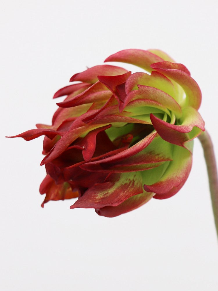 Sarracenia leucophylla "Tarnok" Mutant Flower L55 MK