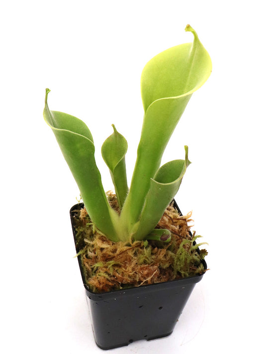 Heliamphora tatei var. tatei   Cerro Marahuaca, Venezuela
