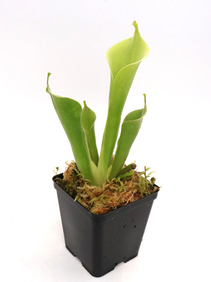 Heliamphora tatei var. tatei   Cerro Marahuaca, Venezuela